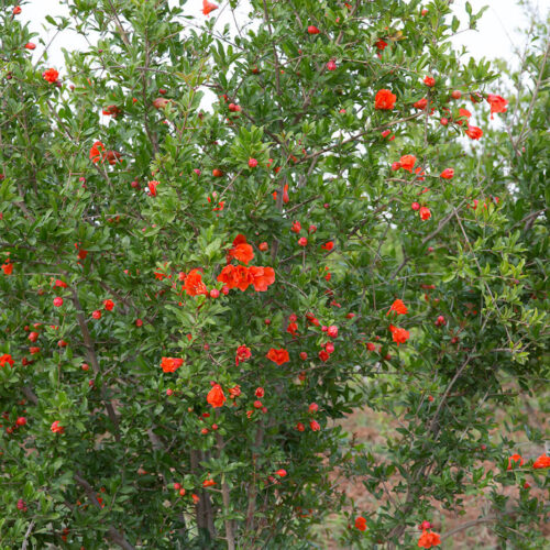 KMG_0777