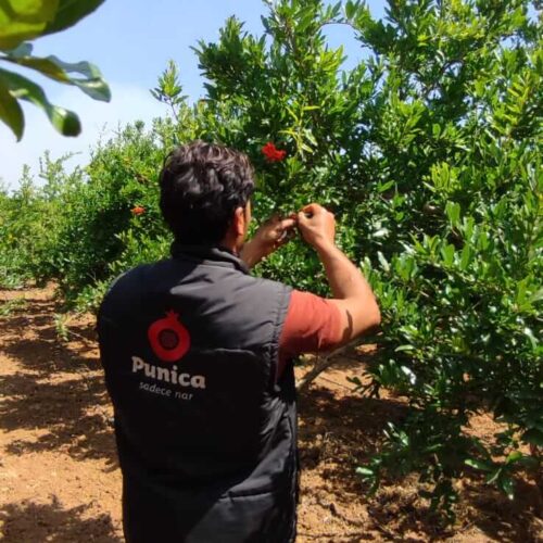 Punica Nar Bahçemiz (1)