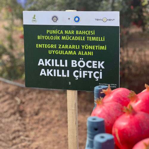 Punica Nar Bahçemiz (14)