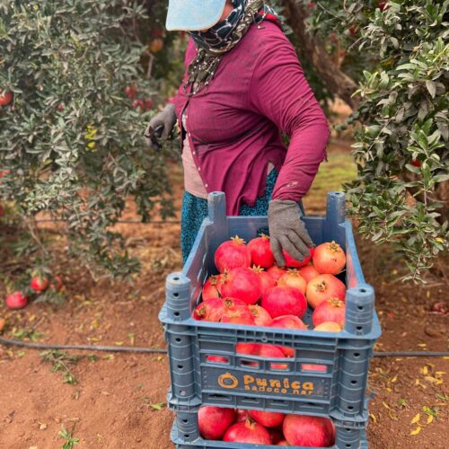 Punica Nar Bahçemiz (19)