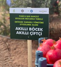 ANASAYFA 67 Punica Nar Bahçemiz Anasayfa (1)