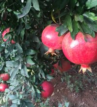 ANASAYFA 71 punica_narbahcesi_5